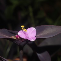 Tradescantia pallida (Rose) D.R.Hunt